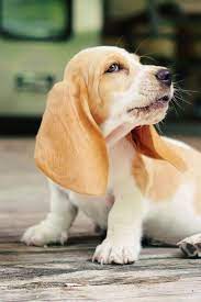 Kevin Amanda The Best Travel Destinations Easy Recipes Hound Puppies Cute Animals Puppies
