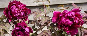 Image result for Pteronia glauca