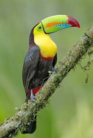 Bird With Long Colorful Beak Pin On Smo Voters