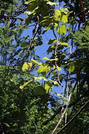 Image result for Chasmanthera dependens