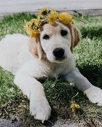 Golden Retriever With Dandelion Flower Crown Dog Flower Golden Retriever Girl Golden Retriever Flowers