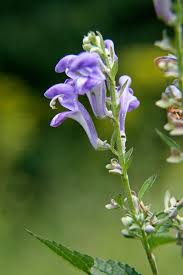 Image result for Lamiaceae