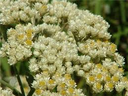 Image result for Helichrysum panduratum