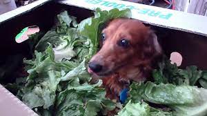 The lettuce does not smell, it is not tasty, and it is not sweet, so it does not usually appeal to them. Miniture Dachshund Sausage Dog Eating Lettuce Dogs Sausage Dog Cute Dogs