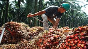 Menurut definisinya, sektor primer adalah sektor industri bahan baku yang menjalankan kegiatan ekstraksi. Di Sebalik Isu Minyak Sawit Hubungan Eu Malaysia Kekal Kukuh Sarawakvoice Com