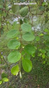 Mini kebun belakang rumah pokok bidara. Cara Tanam Pohon Bidara Pohon Bidara Arab