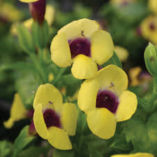 Image result for Torenia