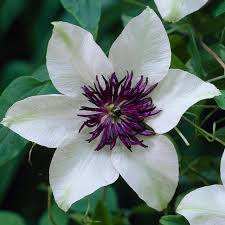 Image result for Clematis dolichopoda