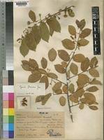 Image result for Grewia retinervis