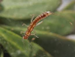 Image result for Indigofera paracapitata