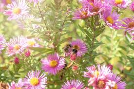 Check spelling or type a new query. The Best Plants To Attract Bees