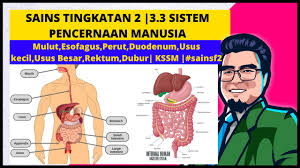 Sistem pencernaan manusia tingkatan 2. Sains Tingkatan 2 3 3 Sistem Pencernaan Manusia Kssm Sainsf2 Youtube