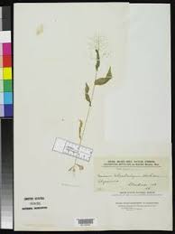 Image result for Panicum heterostachyum