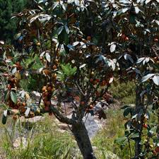 Image result for Englerophytum natalense