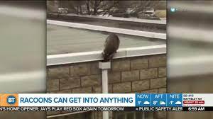 How to use a raccoon trap. Raccoon Squeezes Into Tiny Pipe