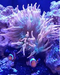 By contrast, the bulb anemones from sri lanka are typically green in color with a deep maroon base. The Bubbletip Anemone Care Thread Invertebrate Forum Nano Reef Community