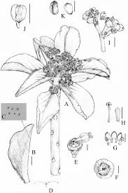 Image result for Euphorbia neoglaucescens