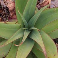 Image result for Aloe tauri