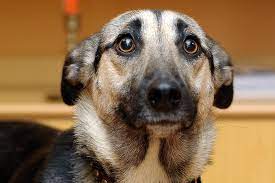 Help Your Anxious Or Fearful Dog Gain Confidence | Animal Humane Society