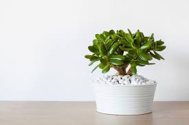 19 Captivating Types Of Jade Plants With Pictures