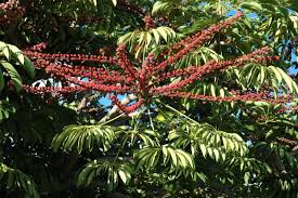 Image result for Heptapleurum