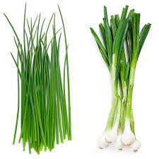 Lesions on onion leaves caused by botrytis leaf blight. Chives Vs Green Onions Eatingwell