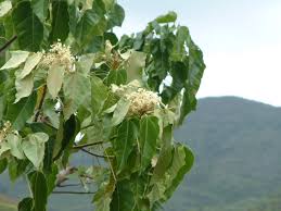 Étymologie bencoulen, ville de sumatra … Aleurites Moluccana L Willd