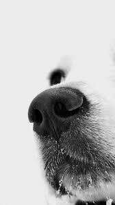 We Re Sorry Dog Nose Dog Photography Animals