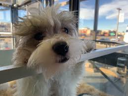 Maybe you would like to learn more about one of these? Colorado Lawmakers Consider Puppy Mill Ban Retail Sale Of Puppies Kittens Ban Cbs Denver