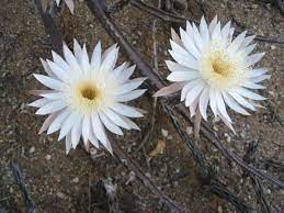 Cacti have numerous anatomical and behavioral adaptations for absorbing and storing water, preventing water loss, protecting themselves from predators, limiting damage from the hot sun, saving their energy, requiring few resources, and attracting pollinators. 8 Exotic Plants That Take Up To A Decade Or More To Bloom This Old House