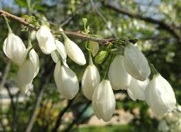Image result for Halesia