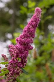 Image result for Spiraea douglasii