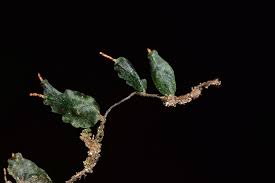 Image result for Didymoglossum