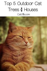 Top 5 Best Outside Cat Tree Houses With Reviews Catvills In 2020 Cat Tree House Outdoor Cat Tree Cat Tree