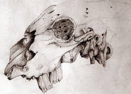 Draw skulls from different angles. Animal Skull By Yoshigizmo On Deviantart