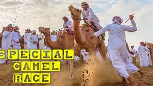Schedules of camel racing can be found on the links below: Camel Racing In Oman Oman Traditional Camel Race Camel Race Ù…ÙŠØ±ÙƒØ§Ø¯ Ø§Ù„ÙˆØ±Ø¯Ø§Øª Youtube
