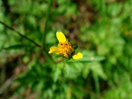 Image result for Bidens biternata