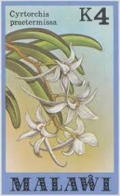 Image result for Cyrtorchis praetermissa