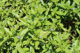 Image result for Hydrolea brevistyla