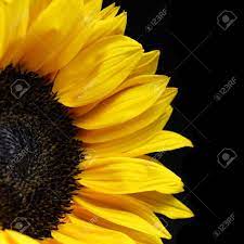 Sunflower Closeup On Black Background Black Backgrounds Sunflower Background