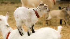 Se deshuesan los cuartos y se rellenan solamente con riñones y su grasita. Cabras Tiernas Y Lindas Recopilacion Videos De Animales Video Gracioso Youtube