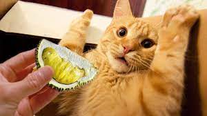 Funny Cats Reaction To Smelling Durian Top Cats Video Compilation Youtube