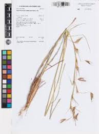 Image result for Hyparrhenia formosa