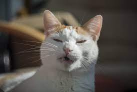 Nasal polyp is a prolapsed pedunculated part of the inflamed nasal mucosa and is completely inflammatory in origin. Nasopharyngeal Polyps In Cats Tufts Catnip