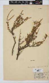 Image result for Grangea anthemoides