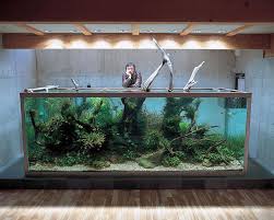 Outstanding Nature Big Aquarium With Giant Vallisneria Japanese Style Nature Aquarium Aquascape Aquarium