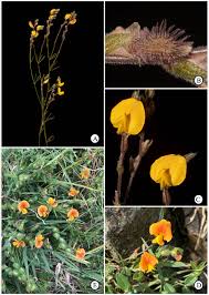 Image result for Zornia setosa