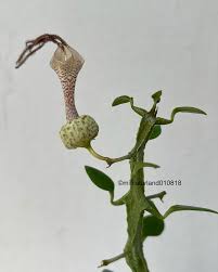 Image result for Ceropegia mirabilis
