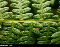 Image result for Pteridium aquilinum