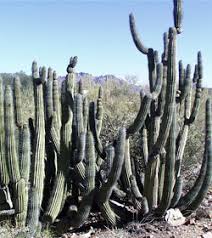 How does the cactus plant look like? Cactus Cactaceae The Basics